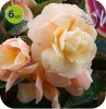 begonia Champagner